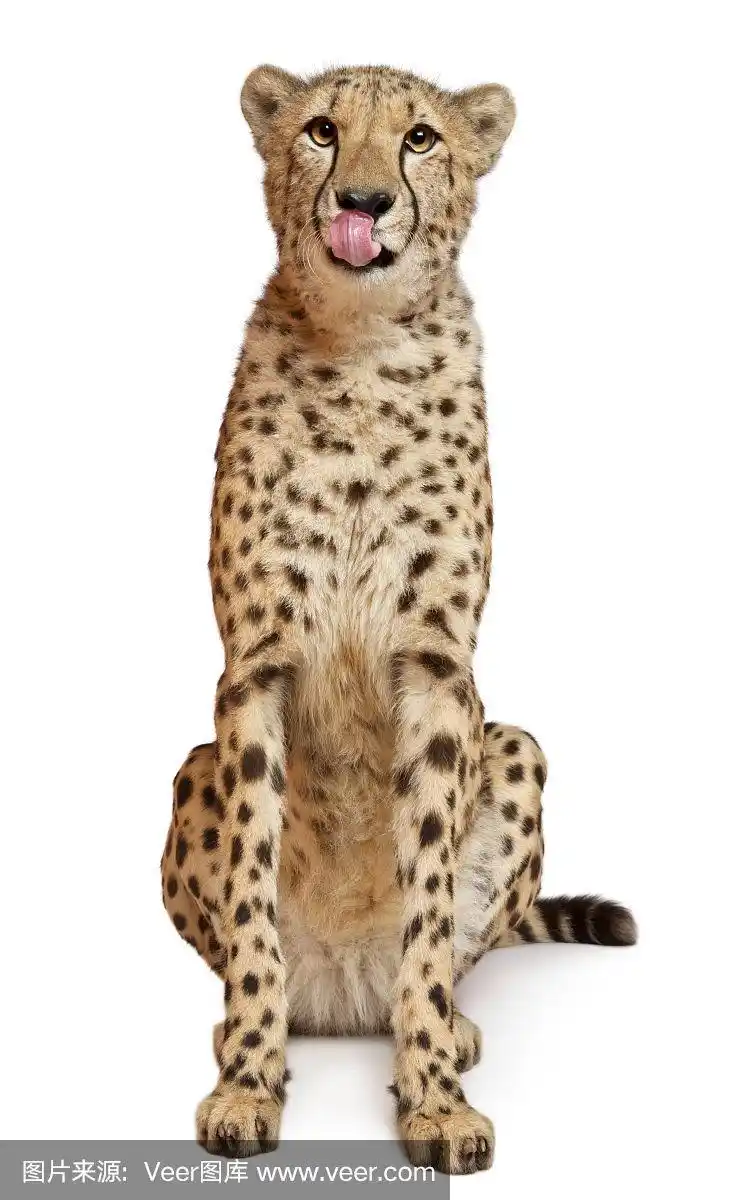 白色背景,猎豹,18到21个月,垂直画幅,正面视角