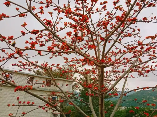 木棉花开