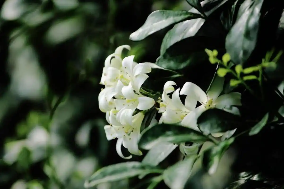 九里香,别名:七里香,千里香,九树香 纤纤绿裹排金粟,何处能容九里香.