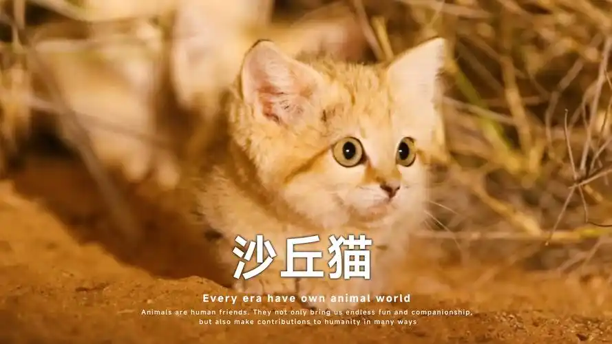 壁纸 动物 猫 猫咪 小猫 桌面 1920_1080