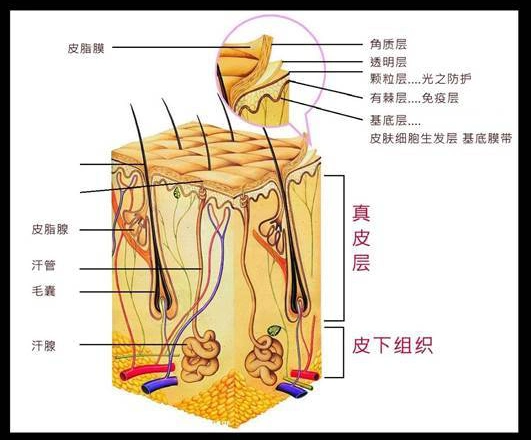 洗脸影响最大的就是皮肤的最外层结构——皮脂膜