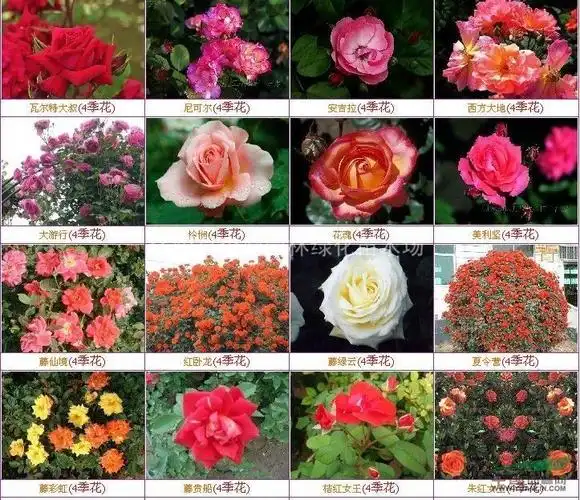 供应品种月季/月季报价/月季*新供应/月季图片展示