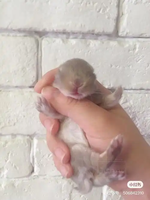 侏儒兔 快来吸一吸刚睁眼的可爱小崽崽