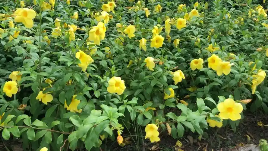 黄蝉花:夏日绽放花无心,注定是个"好男人"(东莞市市花)