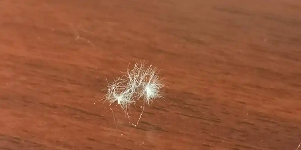 满天飞舞的棉絮虫_淮南图片网