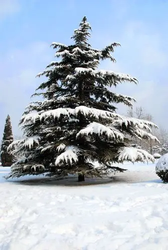 2011年第二场雪【雪后松柏】
