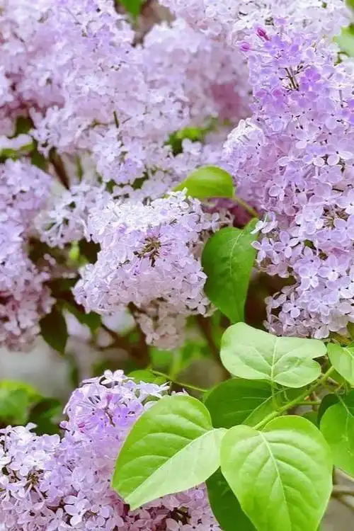丁香的花语有思念之意春天到来颐和园里的丁香之路开满丁香花不经意间