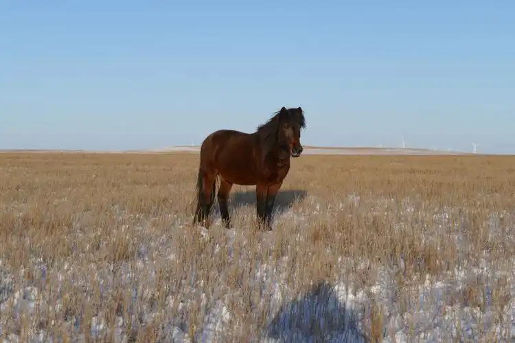 达尔罕草原骏马图 · 摄影:寂墨文人