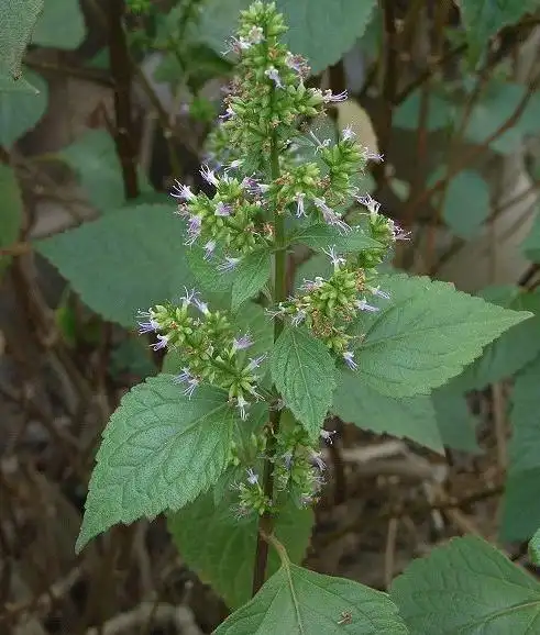 瘿花香茶菜的功效与作用