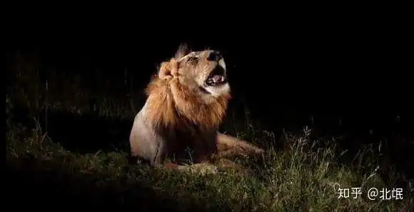 不朽的荣耀雄狮坏男孩联盟