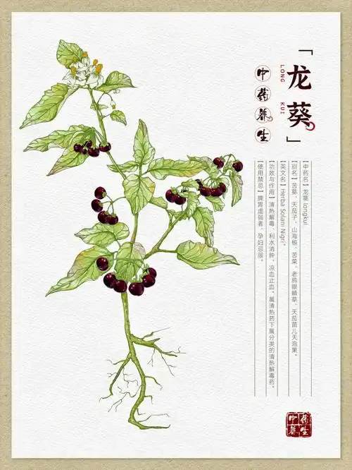 原创|中草药手绘-龙葵【本草纲目】