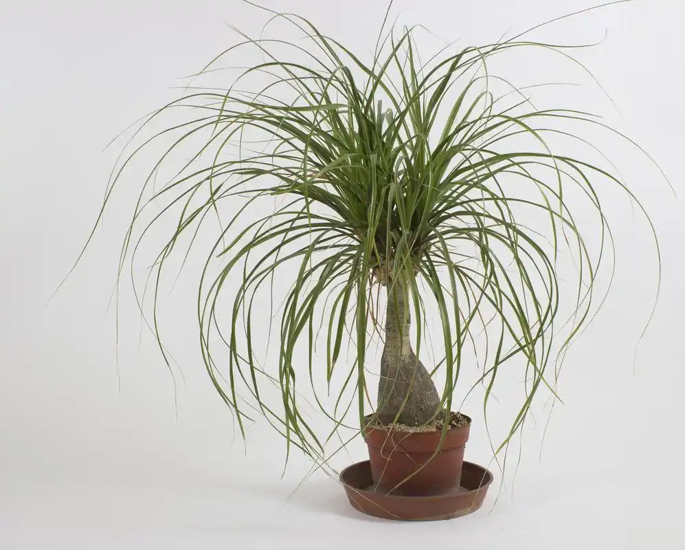 太空铁的养殖方法和注意事项 太空铁,又名龙血树,是一种常见的室内