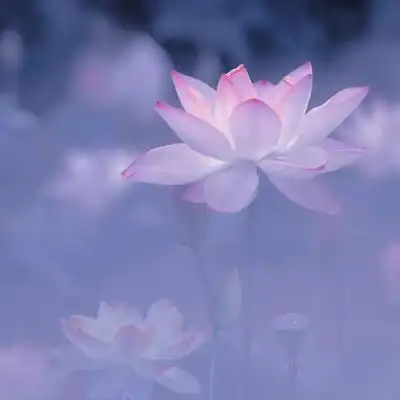 粉色 荷花_微信头像_我要个性网