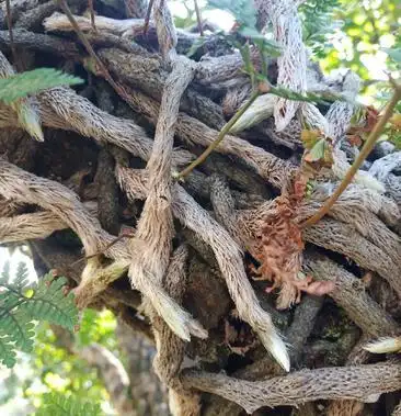 [白毛蛇批发]野生白毛蛇价格28.00元/斤 - 一亩田