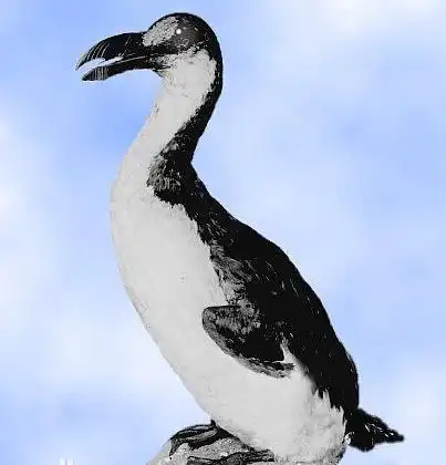 它们中有:世界上最大的海雀,毫无防御能力的史德拉海牛,地球上最大的