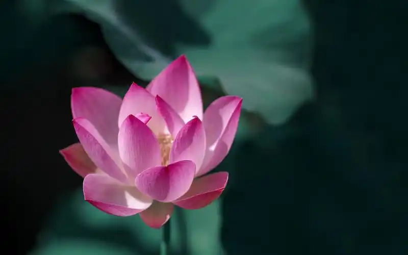 唯美荷花摄影图片高清壁纸