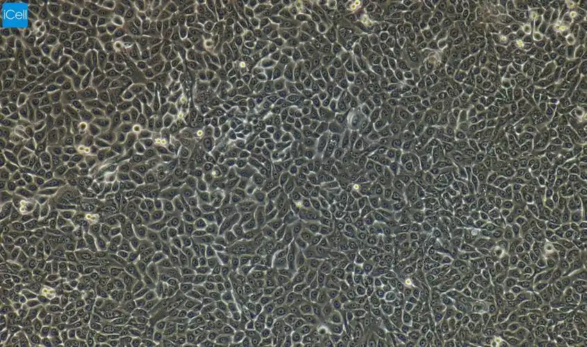 rabicells011兔角质形成细胞免疫荧光鉴定