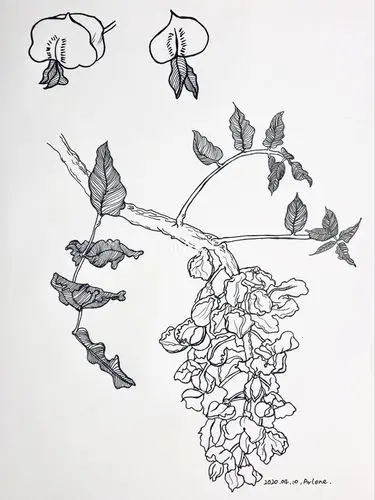 31100线描紫藤花