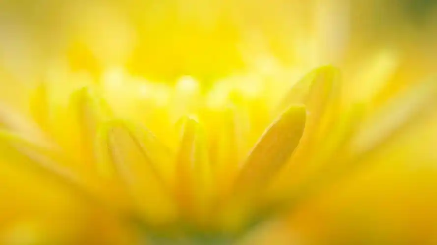 唯美简约花卉高清背景桌面壁纸下载