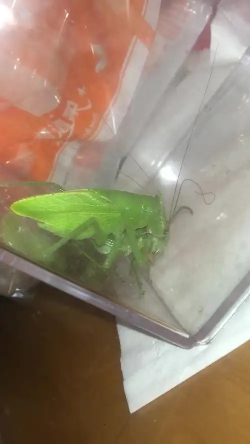 麻子脸螽斯的三重试炼vs中华螽斯喂食