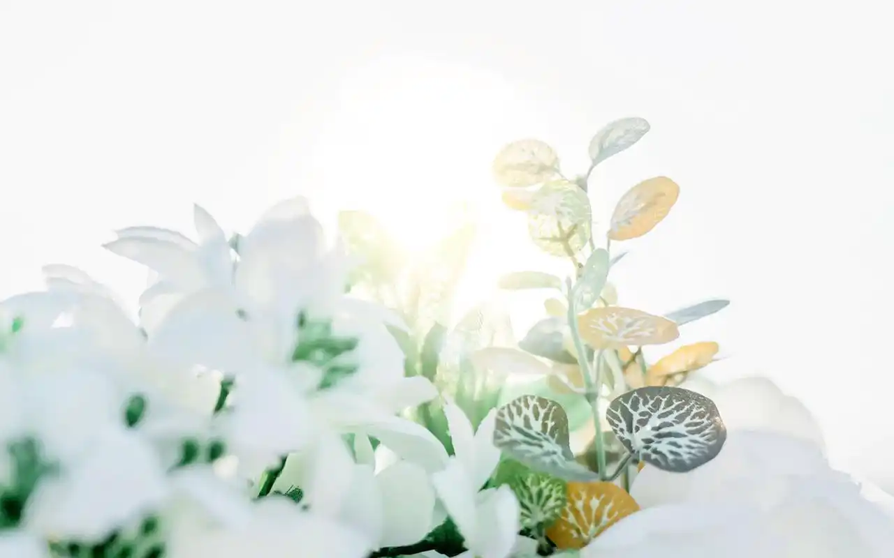 文艺小清新唯美静物图片高清桌面壁纸