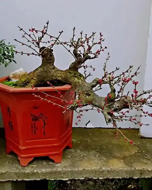 梅花中珍品～龙游梅鉴赏及养护管理