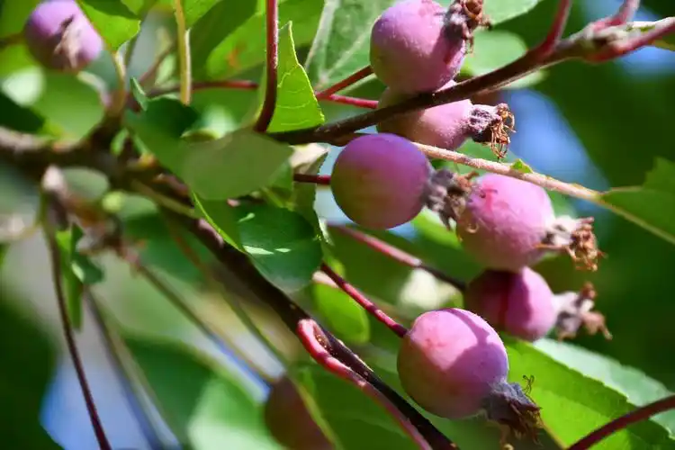 北美海棠果原创拍摄