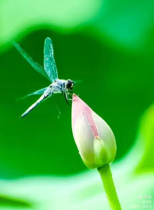 小 荷才露尖尖角,早有蜻蜓立上头