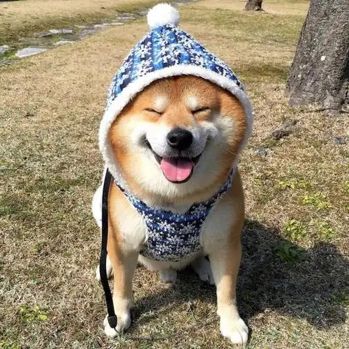 柴犬一天很短开心了就笑不开心了就过会儿再笑