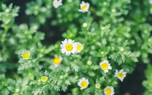 治愈系绿色植物图片桌面壁纸
