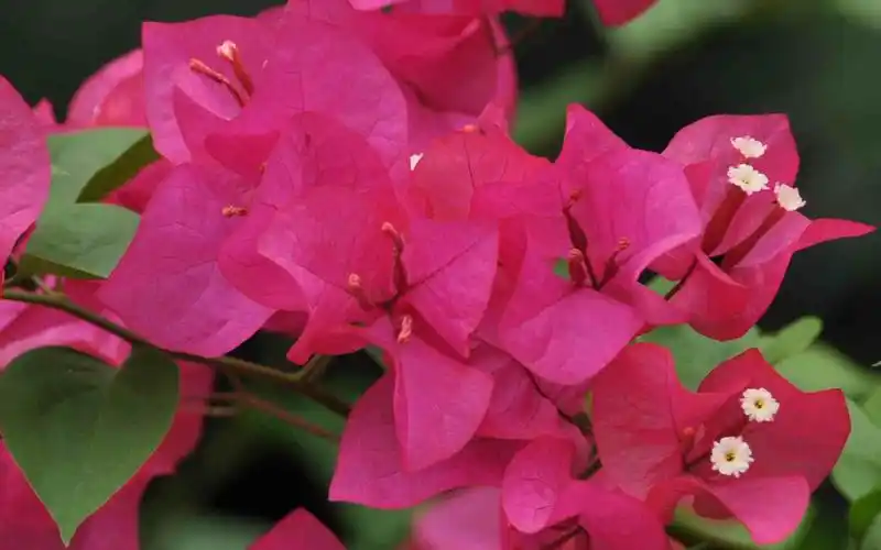 微距三角梅,高清壁纸图片,鲜花背景-回车桌面