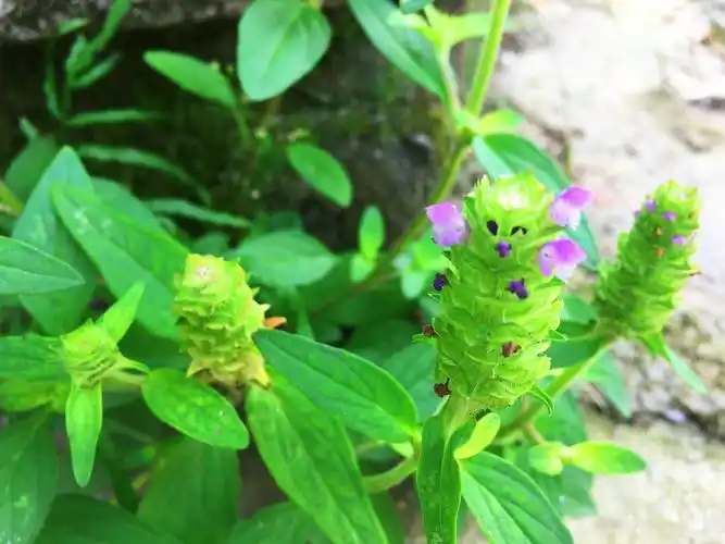 农村一种塔形野草,被称为"九重楼",有人卖25元一斤靠它发财