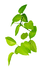 【抠图素材】透明gif花草树木素材(3)