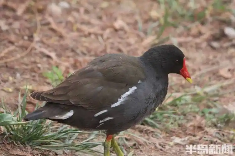 花丛鸟趣图_麻雀_半岛_上岸