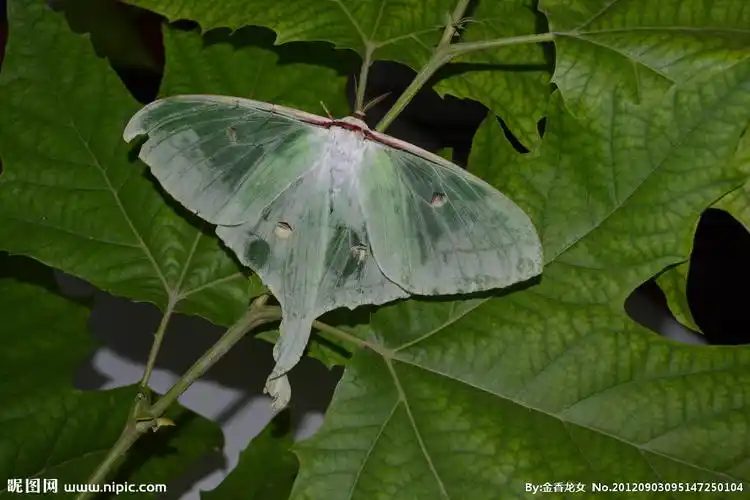 长尾水青蛾图片