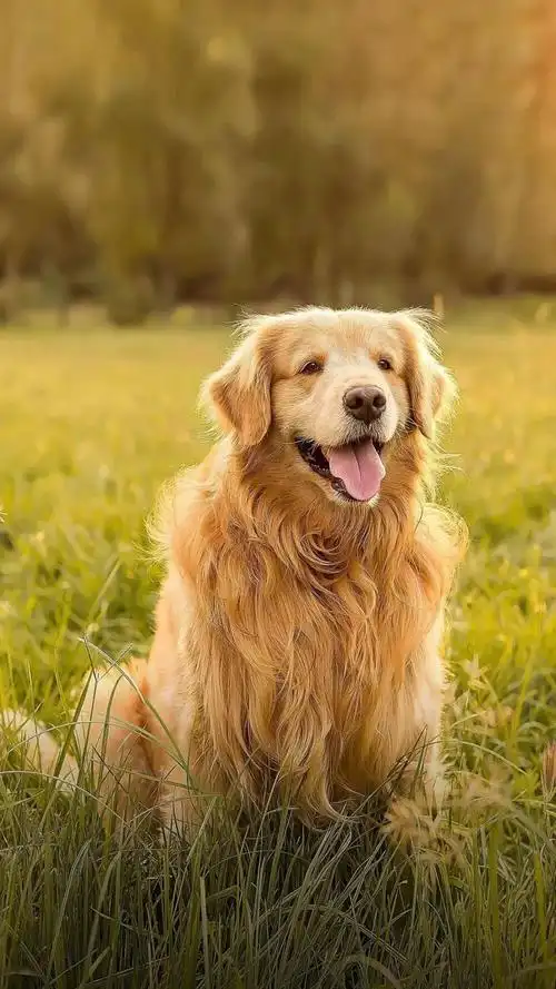 【手机壁纸】狗子