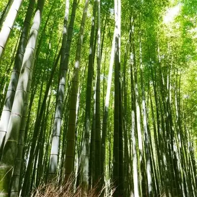 吉利竹子微信头像 青翠挺拔的竹子头像图片唯美图片