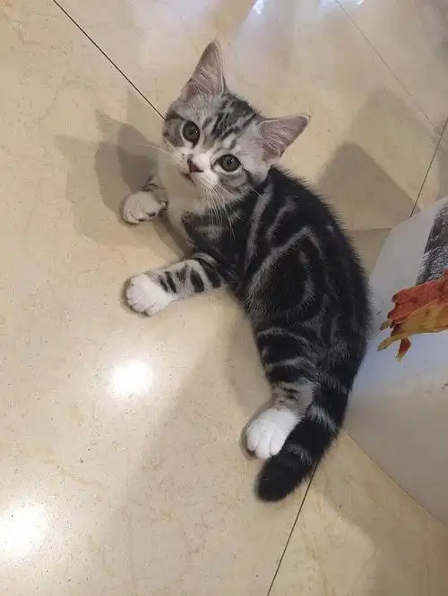 广州 自家养的小猫儿,英短渐层 美短虎斑 有偿 有.