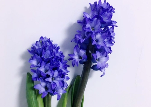 十二星座象征的花1 1水瓶座紫罗兰 水瓶座的守护