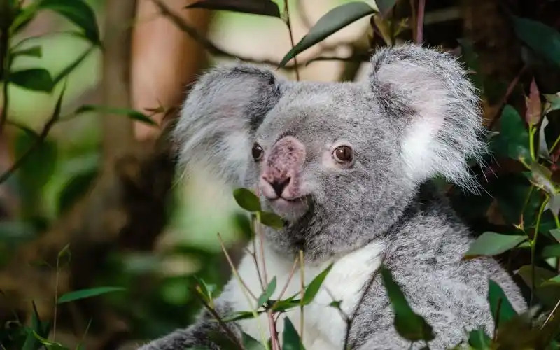 澳大利亚树袋熊(考拉)图片,高清图片,电脑桌面-壁纸族