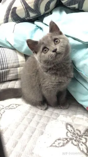 帮忙看看我家的英短蓝猫纯不纯品相怎么样谢谢大神们本人小白