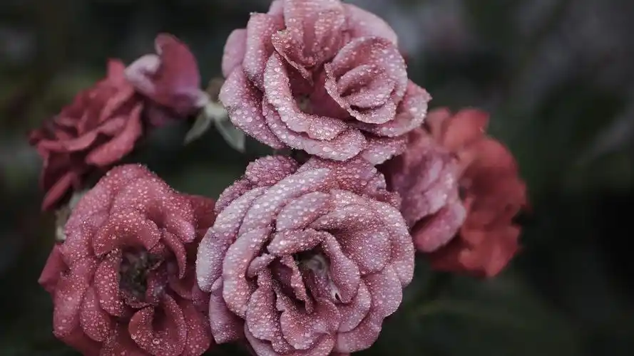 爱情 玫瑰花 粉红色 自然 水滴 水珠壁纸(小清新静态壁纸) - 静态壁纸