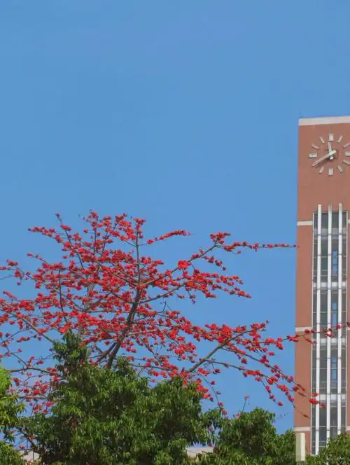 广州二中  #广州市第二中学  #木棉花