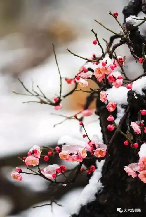 飞雪迎春梅花俏 影友梅花作品欣赏|腊梅|红梅_网易订阅