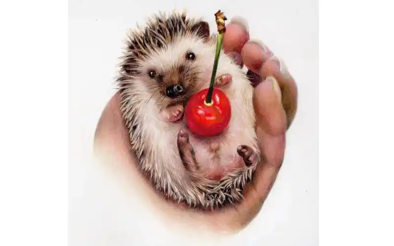 彩铅手绘,超写实可爱刺猬!内附详细教程