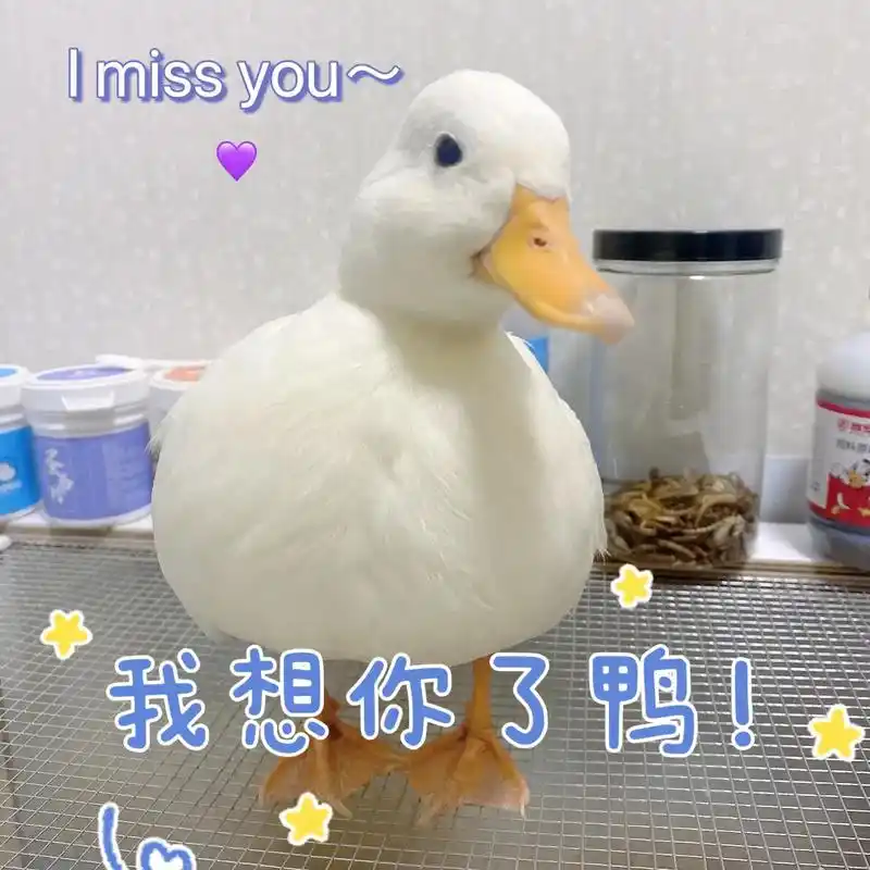 发财是只表情鸭#网红鸭 #宠物鸭 #柯尔鸭 - 抖音