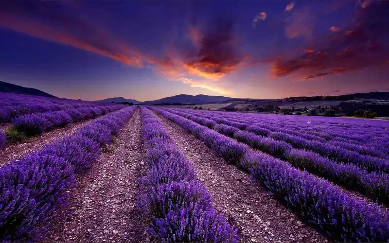 唯美薰衣草花海动态屏保