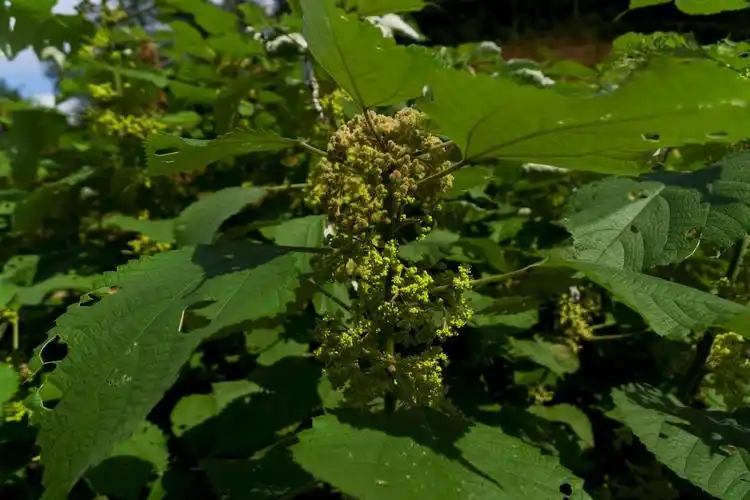 成熟后将苎麻皮剥下来,其纤维很有韧性.