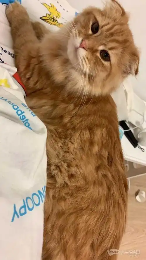 一只可爱的小橘猫串串求领养