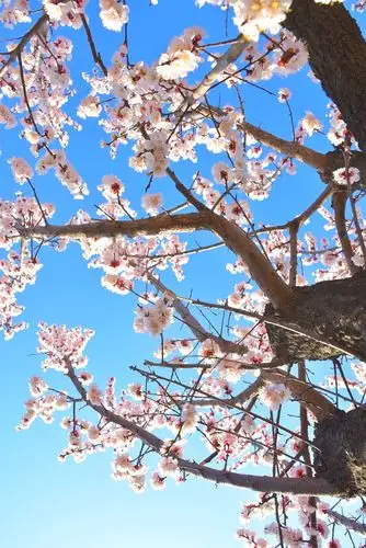 杏花开了()拍摄于2020.3.